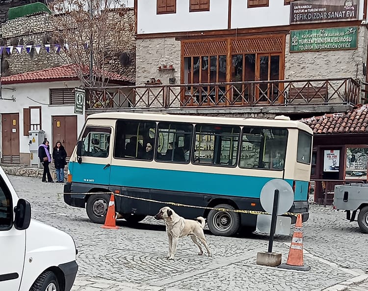 SOKAK KÖPEKLERİ TERÖR ESTİRİYOR